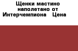 Щенки мастино наполетано от Интерчемпиона › Цена ­ 40 000 - Ростовская обл. Животные и растения » Собаки   